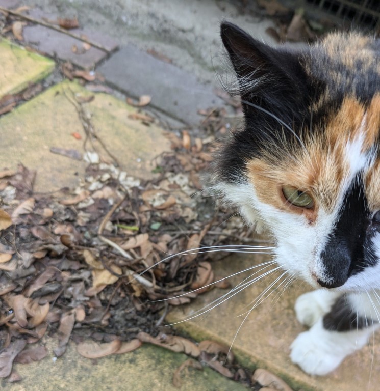 echo, the sweetest kitty echo, the sweetest kitty